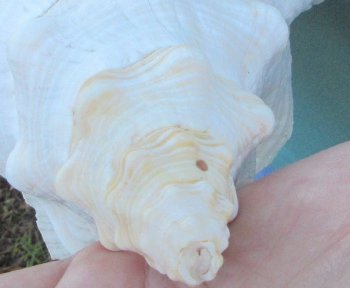 13-1/2 inch Horse Conch