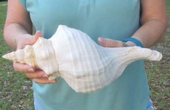 13-1/2 inch Horse Conch