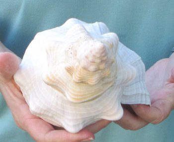 13-1/2 inch Horse Conch