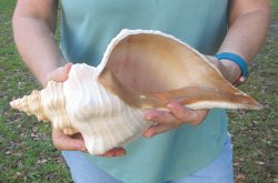13 inch Horse Conch