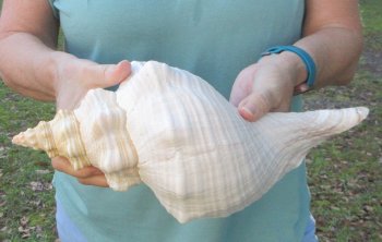 13 inch Horse Conch