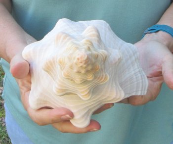 13 inch Horse Conch