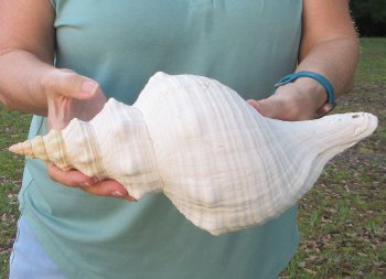 13-3/4 inch Horse Conch