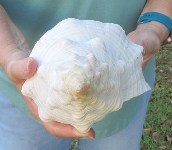 13-3/4 inch Horse Conch