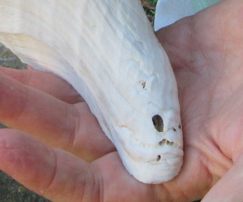 13-3/4 inch Horse Conch