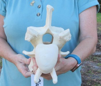 10" Authentic Giraffe Neck Vertebra Bone - $50