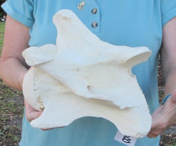 10" Authentic Giraffe Neck Vertebra Bone - $50