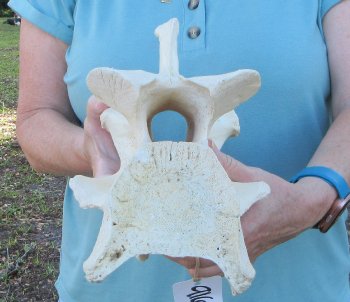 10" Authentic Giraffe Neck Vertebra Bone - $50