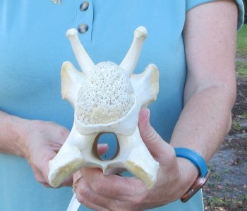 10" Authentic Giraffe Neck Vertebra Bone - $50