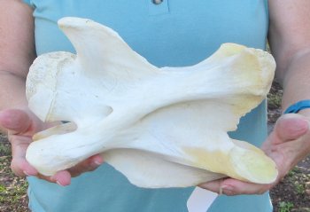 10" Authentic Giraffe Neck Vertebra Bone - $50