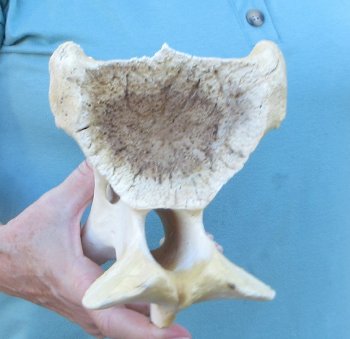 10" Authentic Giraffe Neck Vertebra Bone - $50