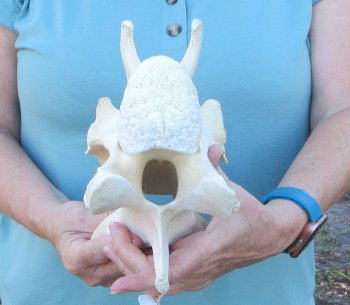 9" Authentic Giraffe Neck Vertebra Bone - $50