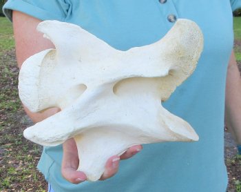 9" Authentic Giraffe Neck Vertebra Bone - $50