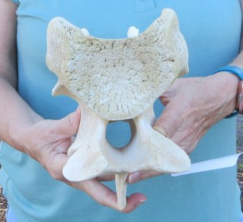 9" Authentic Giraffe Neck Vertebra Bone - $50