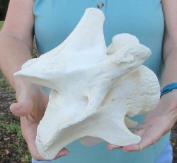 8" Authentic Giraffe Neck Vertebra Bone - $50