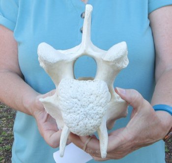 8" Authentic Giraffe Neck Vertebra Bone - $50