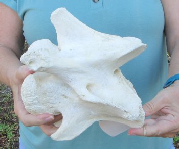 8" Authentic Giraffe Neck Vertebra Bone - $50