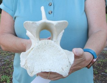 8" Authentic Giraffe Neck Vertebra Bone - $50