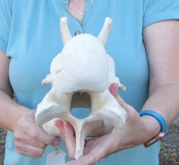 9" Authentic Giraffe Neck Vertebra Bone - $50