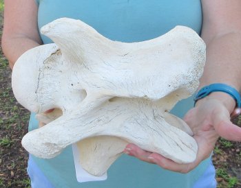 9" Authentic Giraffe Neck Vertebra Bone - $50