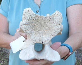 9" Authentic Giraffe Neck Vertebra Bone - $50