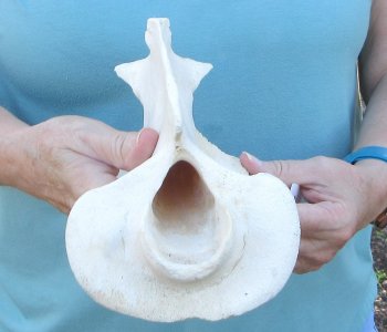 10" Authentic Giraffe Neck Vertebra Bone - $50