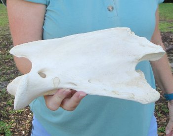 10" Authentic Giraffe Neck Vertebra Bone - $50