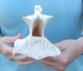 10" Authentic Giraffe Neck Vertebra Bone - $50