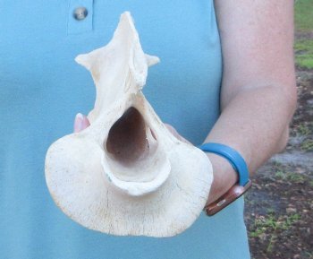 11" Authentic Giraffe Neck Vertebra Bone - $50