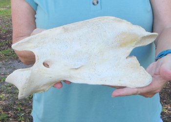 11" Authentic Giraffe Neck Vertebra Bone - $50