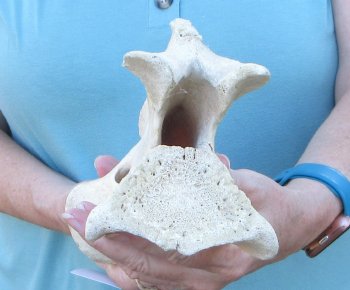 11" Authentic Giraffe Neck Vertebra Bone - $50