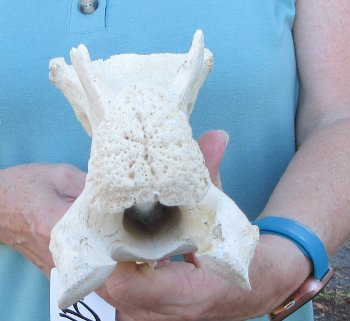 11" Authentic Giraffe Neck Vertebra Bone - $50