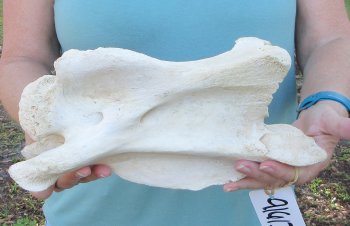 11" Authentic Giraffe Neck Vertebra Bone - $50