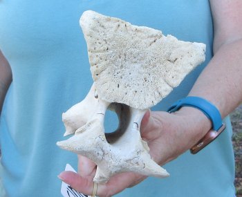 11" Authentic Giraffe Neck Vertebra Bone - $50