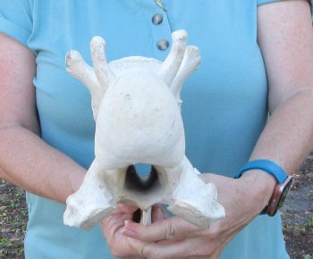 14" Authentic Giraffe Neck Vertebra Bone - $60