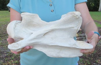 14" Authentic Giraffe Neck Vertebra Bone - $60