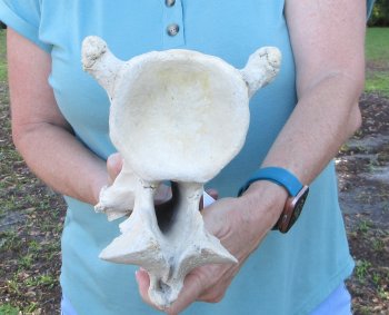 14" Authentic Giraffe Neck Vertebra Bone - $60