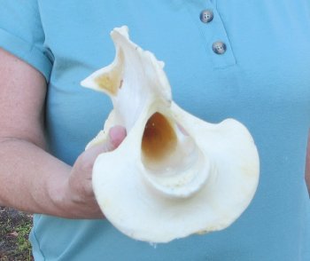 11" Authentic B-Grade Giraffe Neck Vertebra Bone - $30