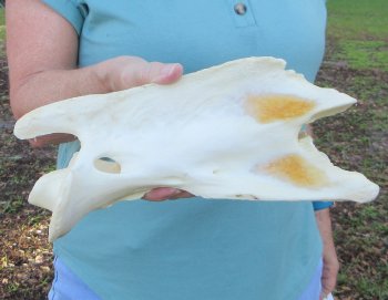 11" Authentic B-Grade Giraffe Neck Vertebra Bone - $30