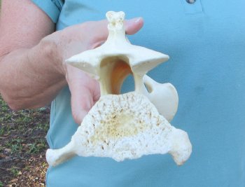 11" Authentic B-Grade Giraffe Neck Vertebra Bone - $30