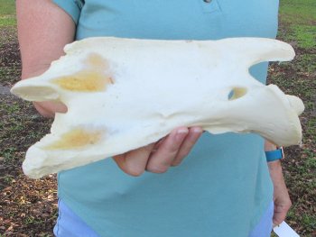 11" Authentic B-Grade Giraffe Neck Vertebra Bone - $30