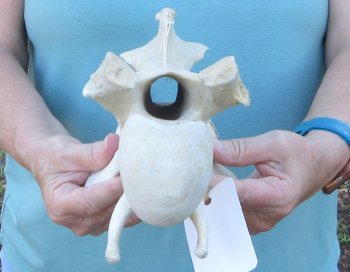 12" Authentic B-Grade Giraffe Neck Vertebra Bone - $30