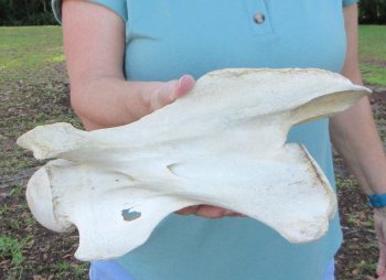 12" Authentic B-Grade Giraffe Neck Vertebra Bone - $30