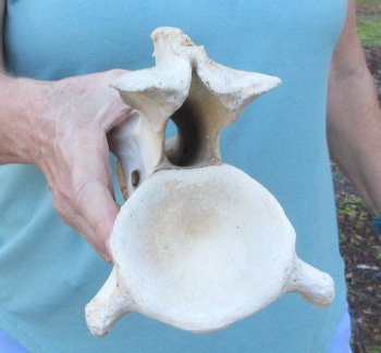 12" Authentic B-Grade Giraffe Neck Vertebra Bone - $30