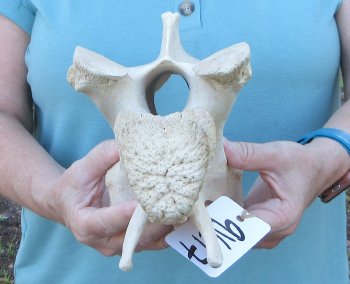 10" Authentic Giraffe Neck Vertebra Bone - $50