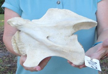10" Authentic Giraffe Neck Vertebra Bone - $50