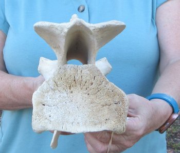 10" Authentic Giraffe Neck Vertebra Bone - $50
