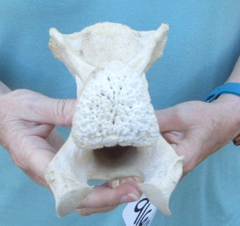 10" Authentic Giraffe Neck Vertebra Bone - $50
