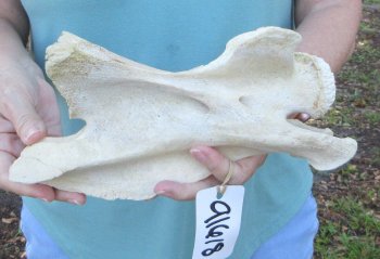 10" Authentic Giraffe Neck Vertebra Bone - $50