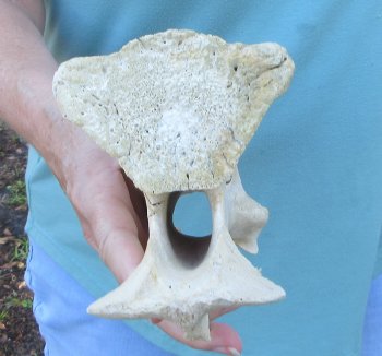 10" Authentic Giraffe Neck Vertebra Bone - $50